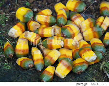 ビヨウタコノキの種 68018052