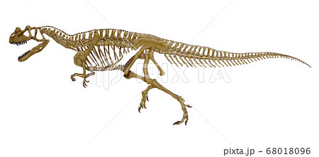 肉食恐竜ケラトサウルスの全身骨格図 ジュラ紀の恐竜としてアロサウルスとともにその特徴的な容姿が人気 のイラスト素材