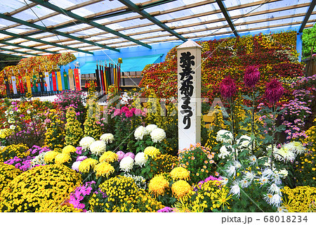 菊まつり、弥彦神社、弥彦村、新潟県、日本 68018234