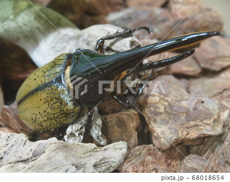 ヘラクレス　ヘラクレス 68018654