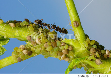 Colony of aphids and ants on garden plants 68019084