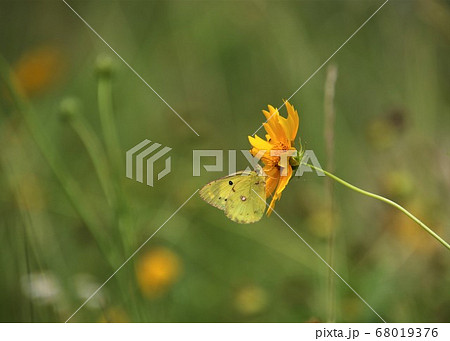 花の蜜を吸うモンキチョウ 花の蜜を吸うモンキチョウ 68019376