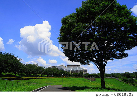 8月 稲城313若葉台公園 8月 稲城313若葉台公園 68019505