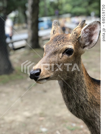 奈良公園の角が短い鹿の顔の写真素材 [68019750] - PIXTA