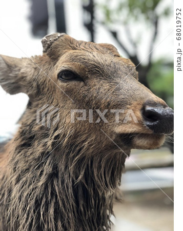 奈良公園の角が短い鹿の顔の写真素材 [68019752] - PIXTA