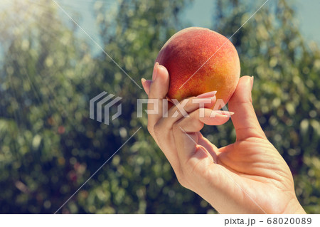 in female hand a red ripe peach, against the 68020089