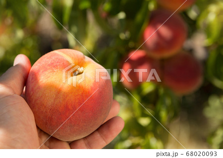 a large ripe peach in a man's hand against the 68020093