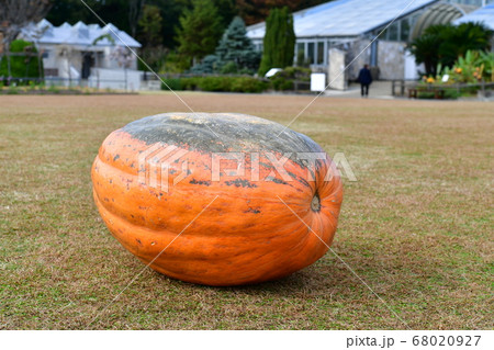 カボチャ 68020927