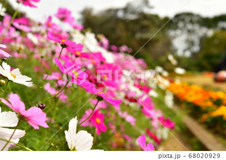 コスモス 68020929