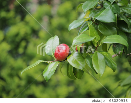 赤いツバキの実 68020958