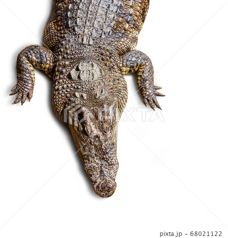 Crocodile isolated Crocodile isolated 68021122