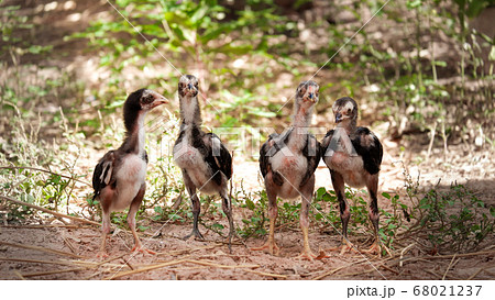 Chicks on the green meadow. 68021237