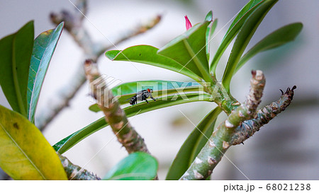 Flies stick to branches in the natural garden. 68021238