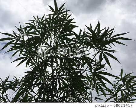 南アジアに自生する大量の雑草大麻 68021417