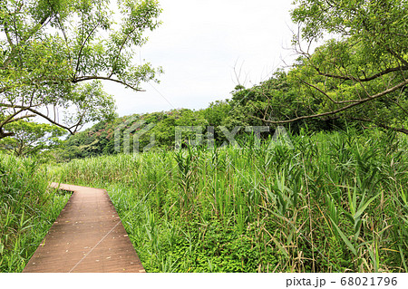 梅雨明けの草原 小網代の森 梅雨明けの草原 小網代の森 68021796
