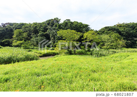梅雨明けの草原　小網代の森 68021807