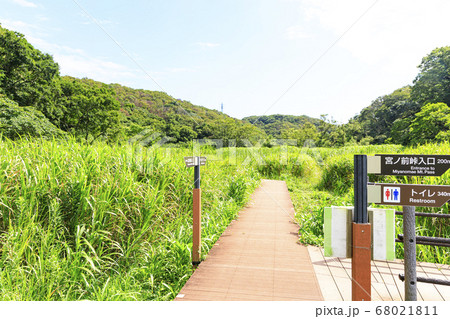 梅雨明けの草原 小網代の森 梅雨明けの草原 小網代の森 68021811