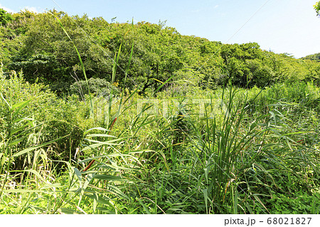 梅雨明けの草原　小網代の森 68021827