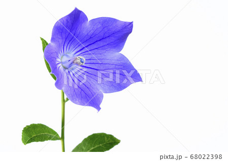 桔梗の花 　渦巻き雄蕊　（fix撮影） 68022398