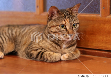 床に横たわって何かを見ている猫 68022541