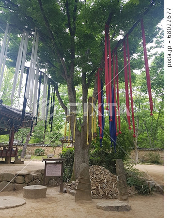 木 ソナンダン 観光スポット 68022677