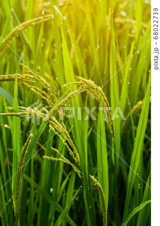 Rice fields 68022739