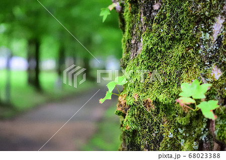 静かな林の中での命の芽生え　小さな葉っぱ 68023388
