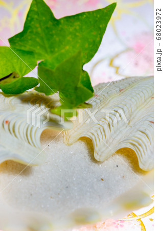 淡いピンク地の背景に貝殻の組合せ　背景・イメージ用テーブルフォト 68023972