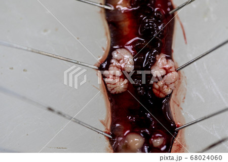 Sample study earthworm in laboratory. Sample study earthworm in laboratory. 68024060