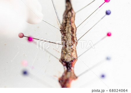 Sample study earthworm in laboratory. Sample study earthworm in laboratory. 68024064