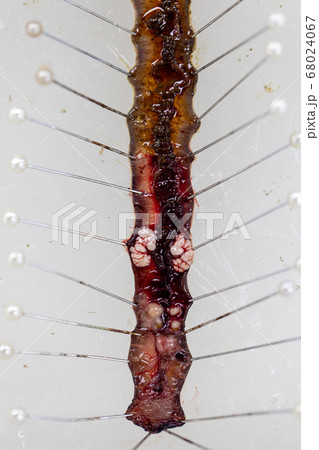 Sample study earthworm in laboratory. 68024067