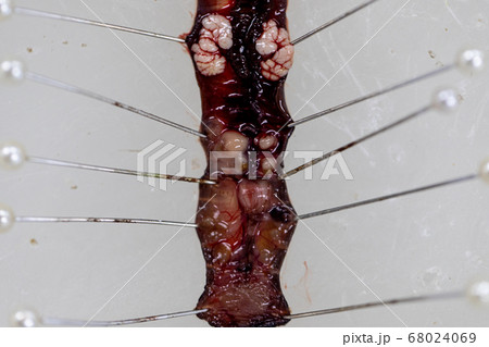 Sample study earthworm in laboratory. Sample study earthworm in laboratory. 68024069