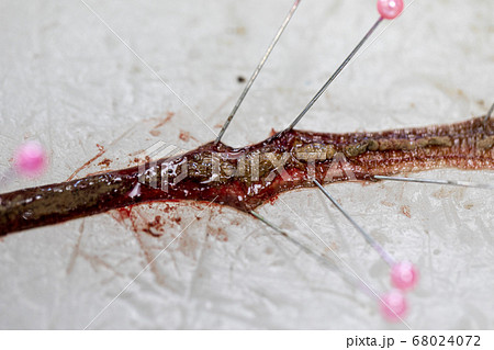 Sample study earthworm in laboratory. 68024072