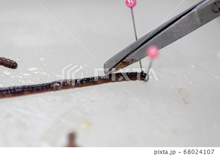 Sample study earthworm in laboratory. 68024107