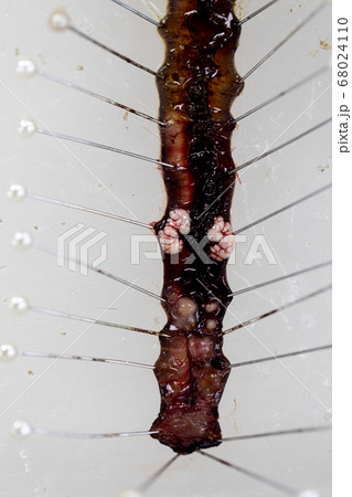 Sample study earthworm in laboratory. Sample study earthworm in laboratory. 68024110