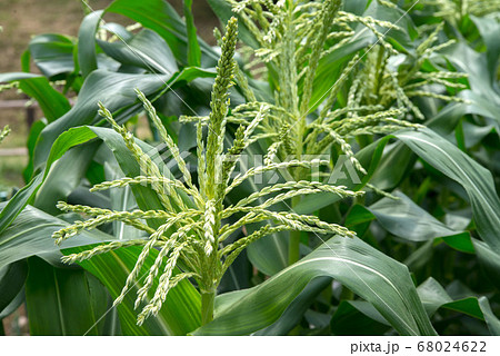 トウモロコシ畑 68024622