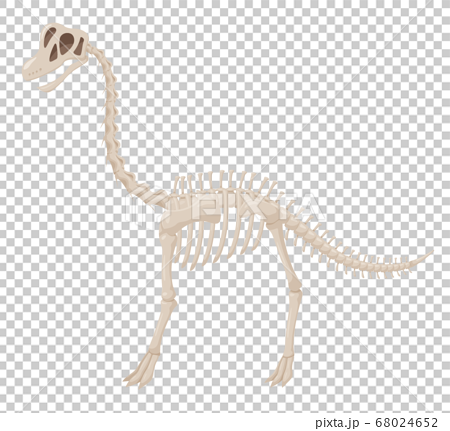 恐竜の化石のイラスト ブラキオサウルスのイラスト素材