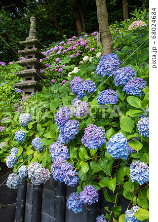 鎌倉・長谷寺 あじさい散策路の五重塔とあじさい 鎌倉・長谷寺 あじさい散策路の五重塔とあじさい 68024684