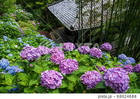 鎌倉・長谷寺　あじさい散策路から見降ろす経蔵とあじさい 68024688