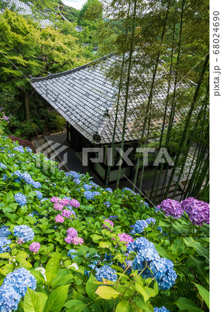 鎌倉 長谷寺 あじさい散策路から見降ろす経蔵とあじさいの写真素材