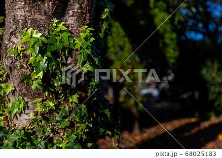 公園の木 公園の木 68025183
