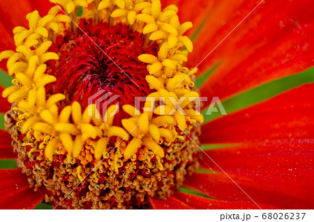 Macro photo of the center of the flower with stamens and pollen 68026237