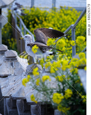 八戸蕪島神社のウミネコと菜の花 68026379