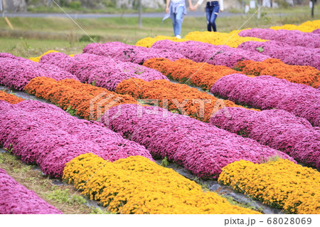 世良高原農場ガーデンマム園を散策するカップル 世良高原農場ガーデンマム園を散策するカップル 68028069