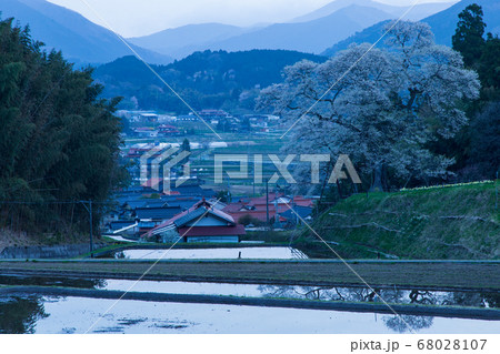 里山の一本桜　庄原市小奴可の要害桜 68028107