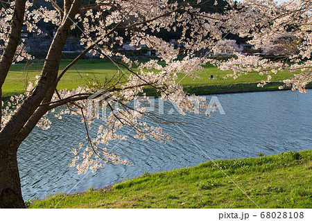 白竜湖の桜　広島県三原市 68028108