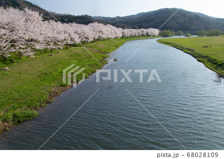 白竜湖の桜　広島県三原市 68028109
