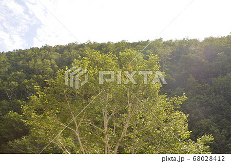 原生林（カムイワッカ湯の滝 付近･知床半島／北海道斜里郡斜里町） 68028412