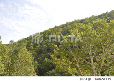 原生林（カムイワッカ湯の滝 付近･知床半島／北海道斜里郡斜里町） 68028449