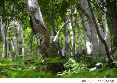 原生林（カムイワッカ湯の滝 付近･知床半島／北海道斜里郡斜里町） 68028450